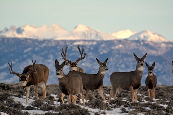 A close-up shot of 6 mule deer with snowy mountains in the background.