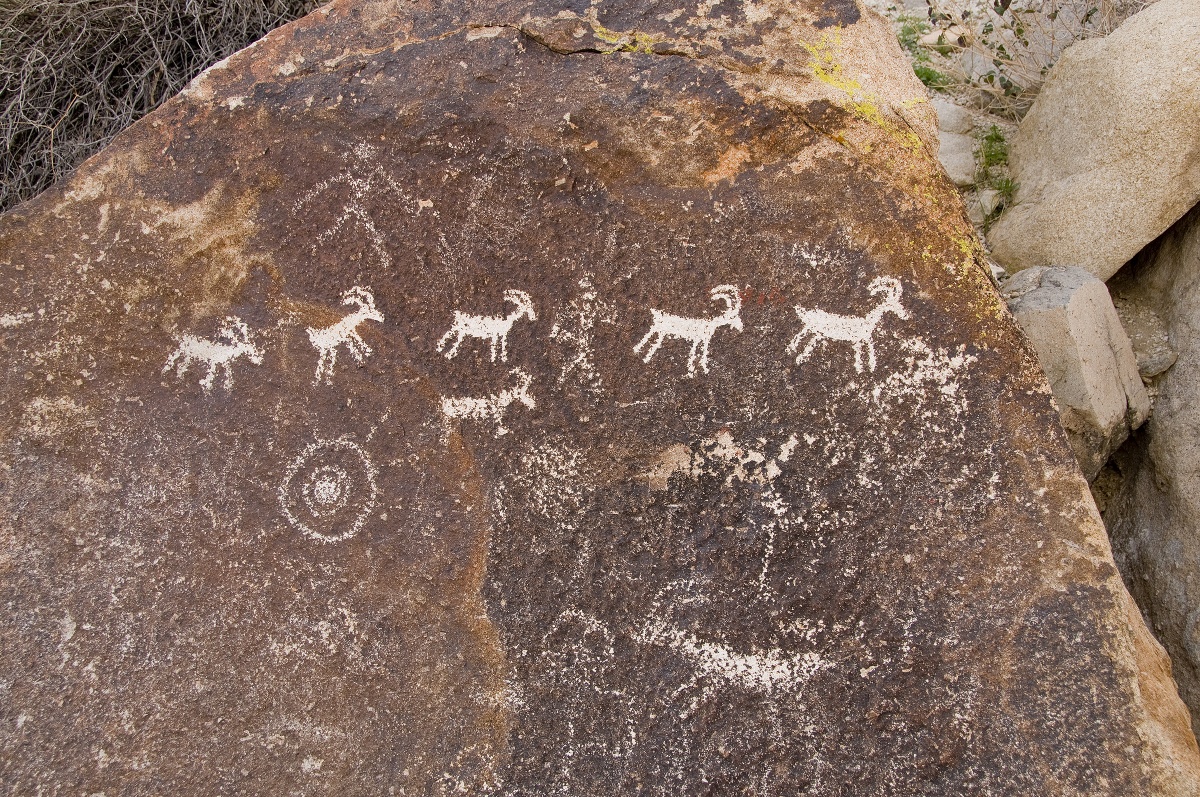 A brown rock has white carvings on it of native American images of bighorn sheep or similar game.