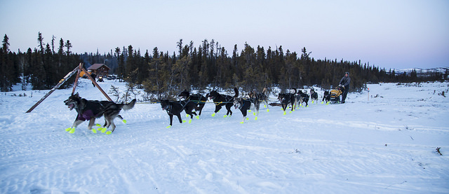 Dog musher and team along the Iditarod National Historic Trail passing Old Woman Shelter Cabin