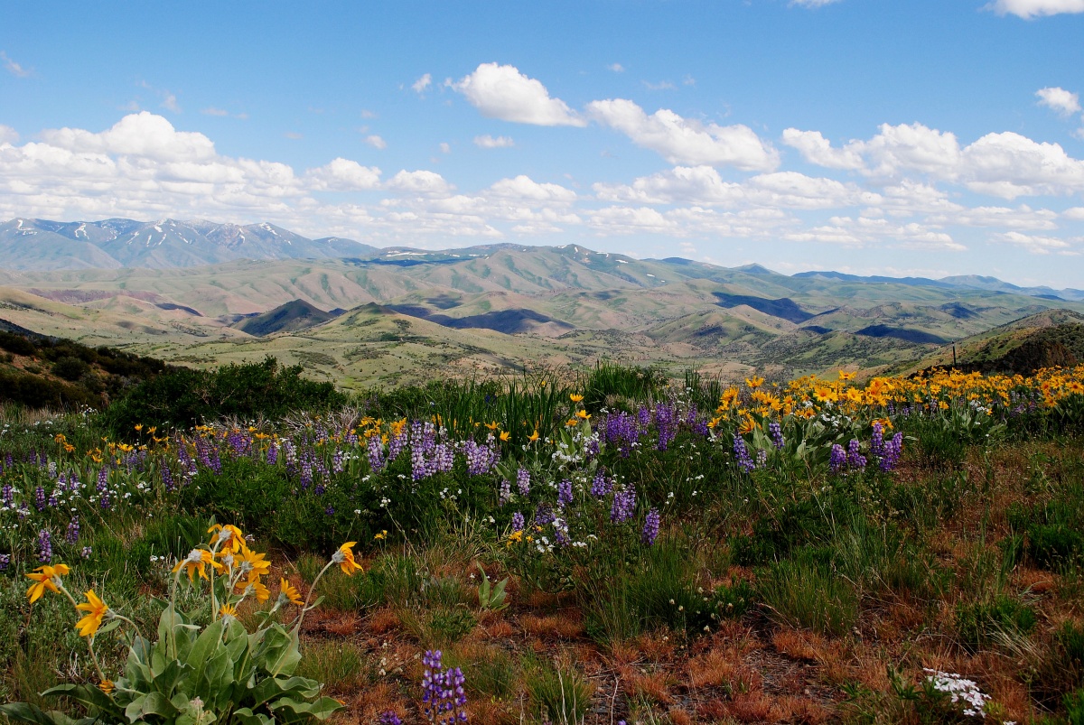 Spring beauty in the mountains. 