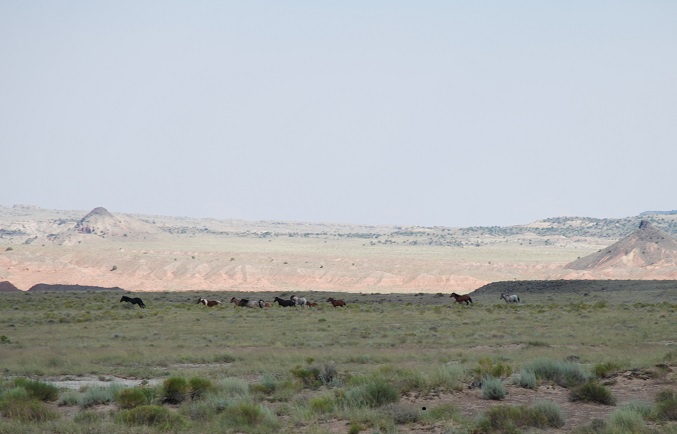 Muddy Creek horses galloping across desert