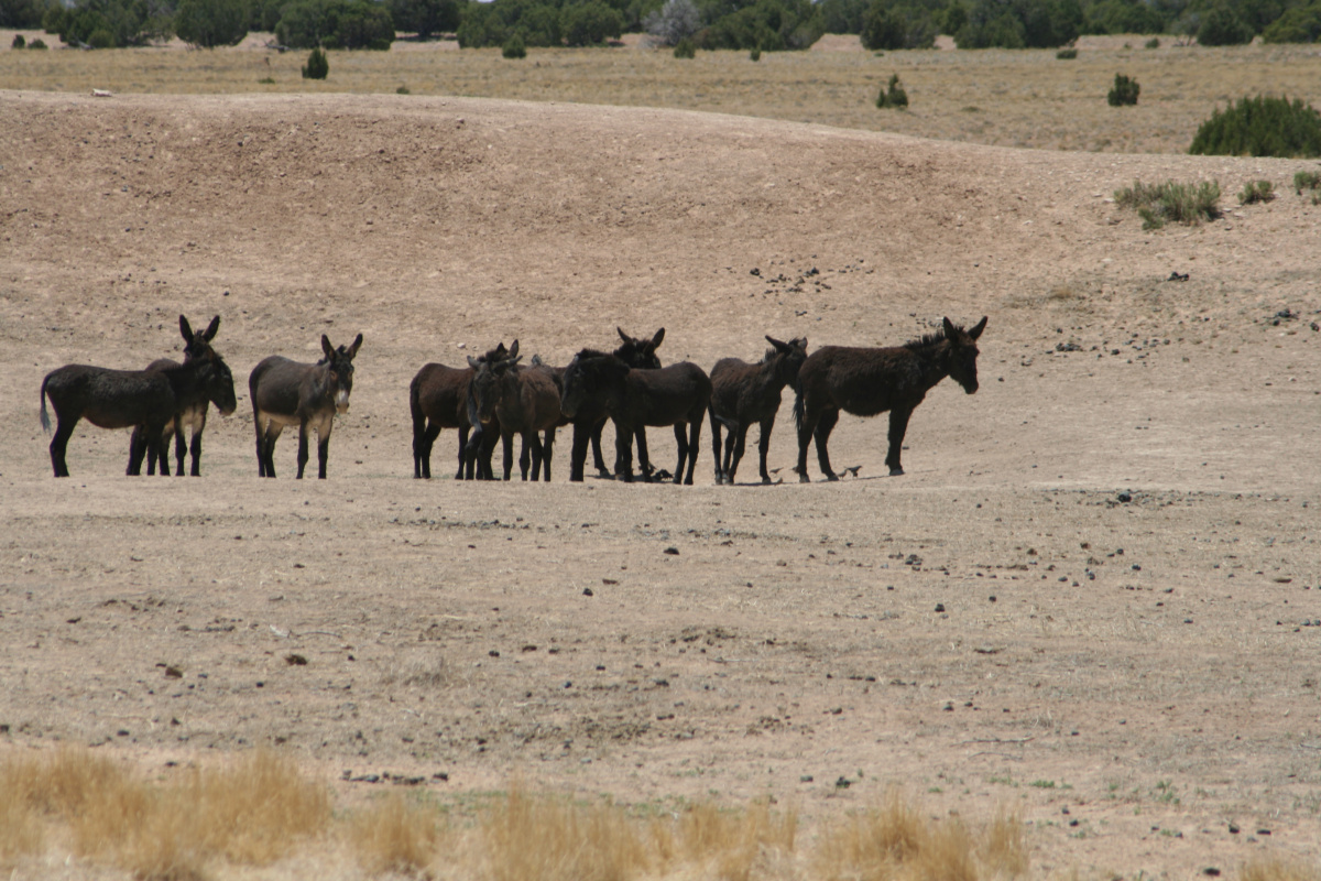 sinbad burros on dry pond