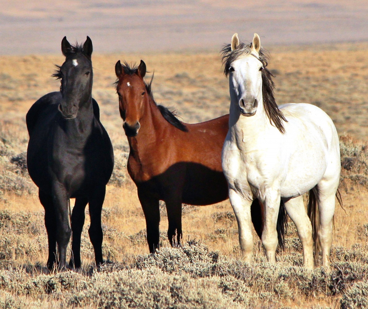 Wild horses watching you in the Divide Basin HMA.