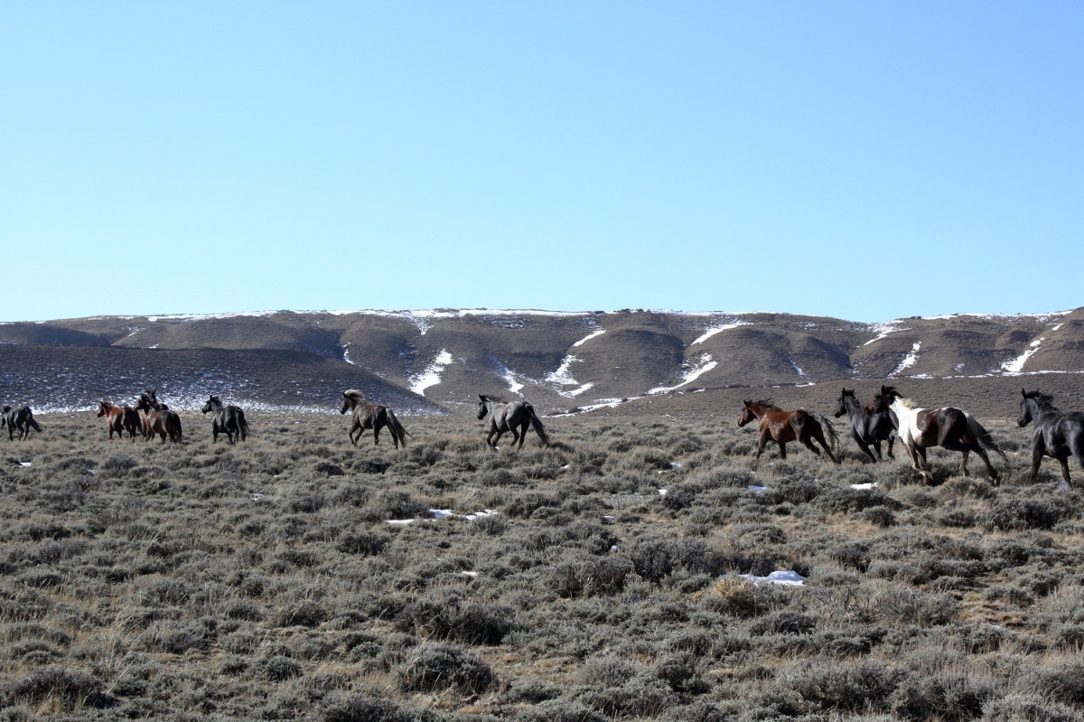 Wild horses in the Green Mountain HMA.