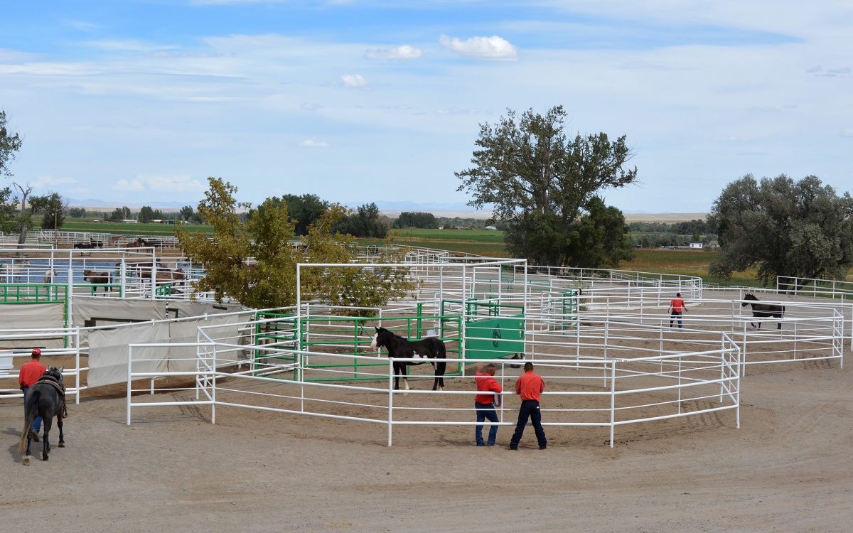 Overal photo of training corrals.