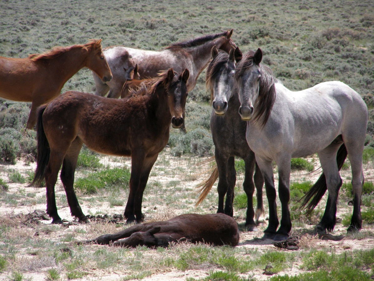 Six wild horses of varying colors standing around a sleeping colt.