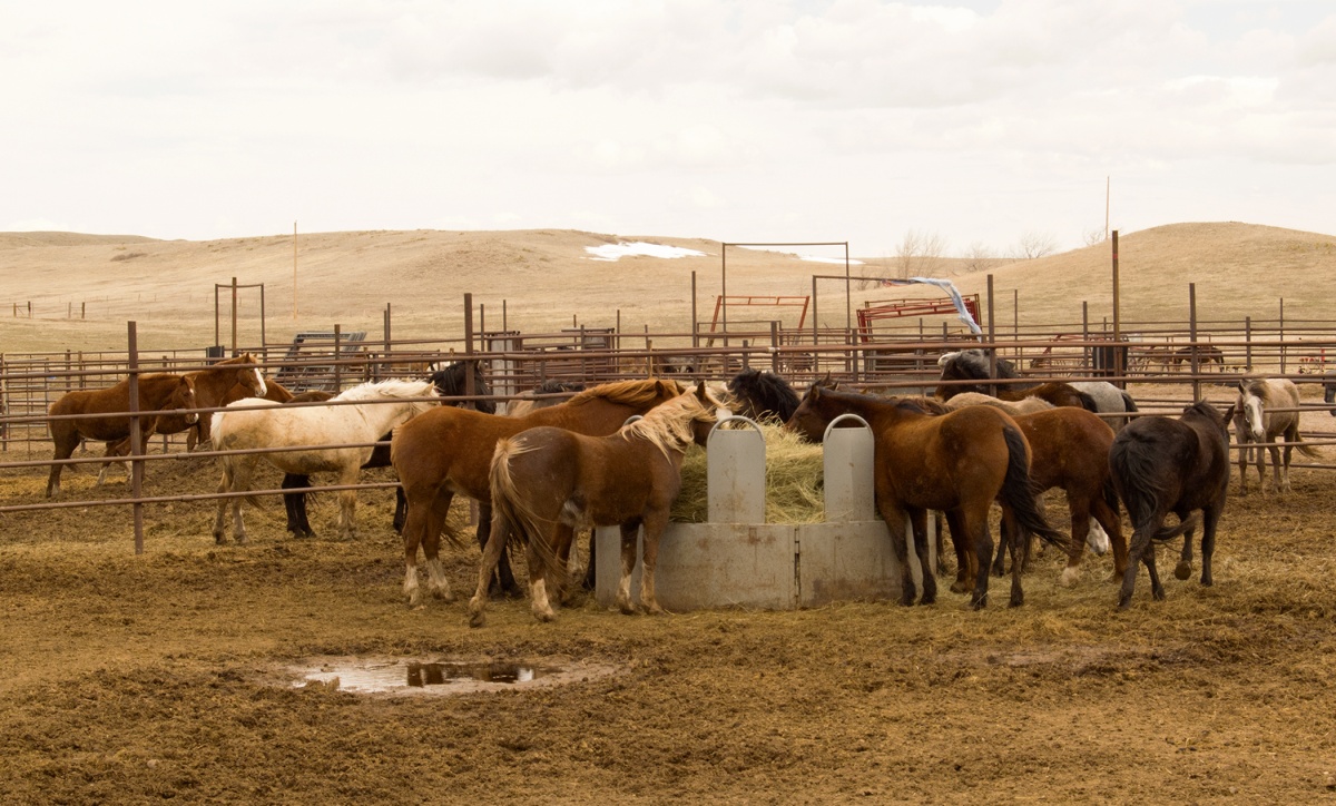 Wild horses eating hay inside the corrals.