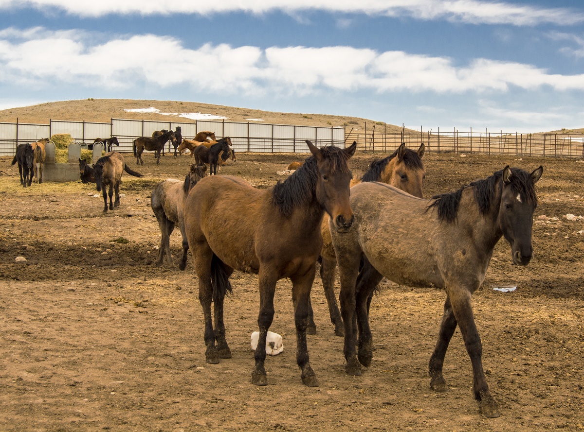 Large group of horses at the Mantle Ranch