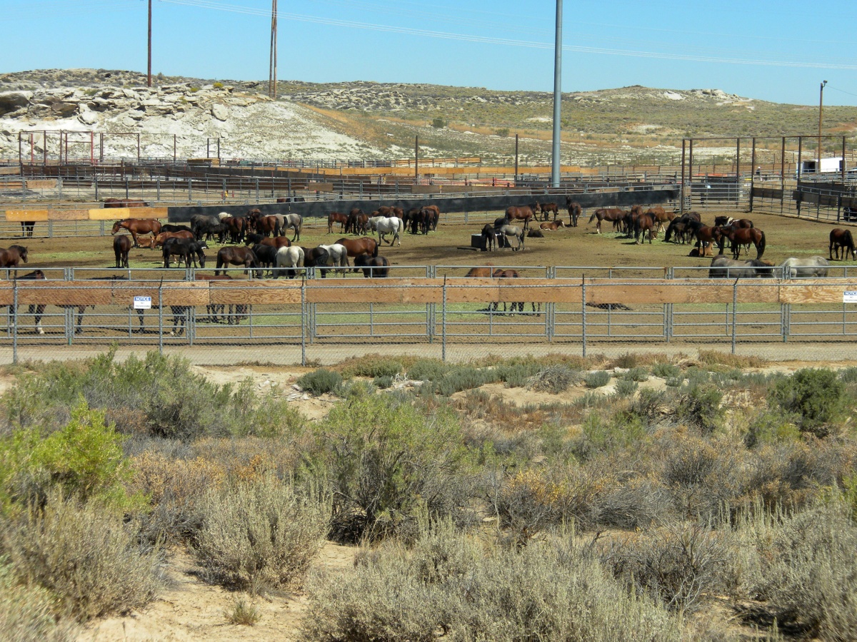 Looking down on the corrals.