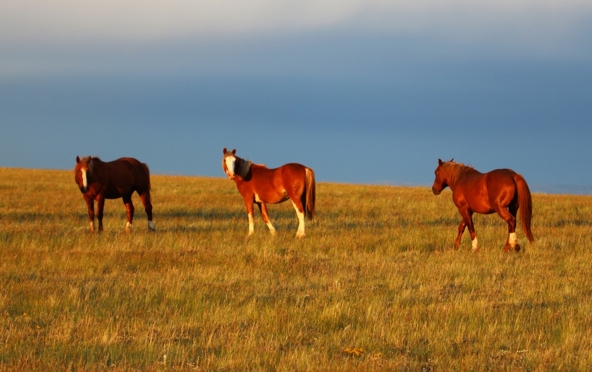 Three wild horses standing in a field.