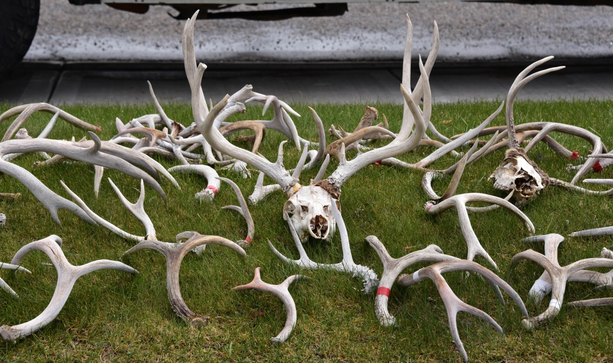 antler sheds