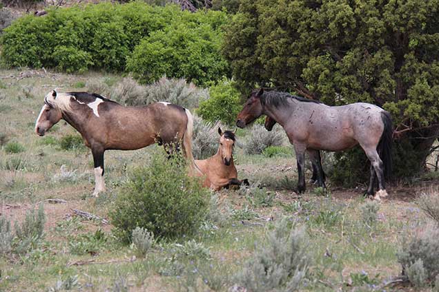 A group of wild horses in the Little Bookcliffs Wild Horse Area. Photo by Chris Joyner.