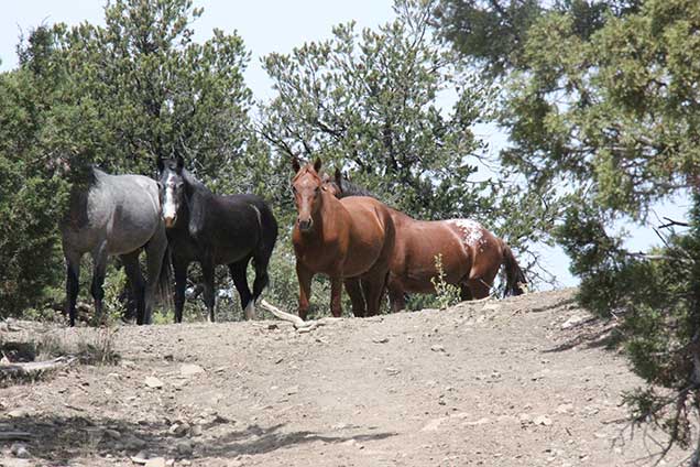 Horses walking through the Little Bookcliffs Wild Horse Area. Photo by Chris Joyner