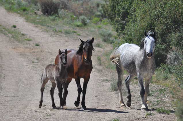 A group of wild horses in the Piceance-East Douglas Herd Management Area. Photo by Kyle Sullivan.