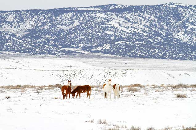 A group of wild horses in the Sand Wash Basin Herd Management Area in the winter. BLM Photo