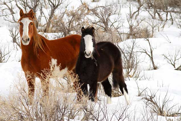 Two wild horses in the Sand Wash Basin. BLM photo.