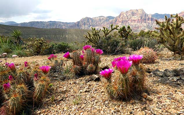 Get Involve: AIR: Red Rock Canyon