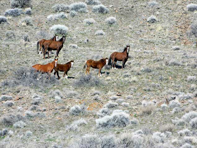 Wild horses at theHardtrigger Herd Management Area. BLM photo.