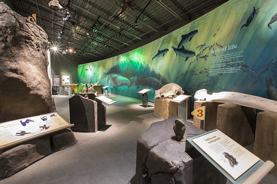 Gray Whale Mural in the Visitor Center