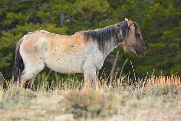 This Pryor Mountain horse is at a higher elevation in order to find food. Photo by Alyse Backus.