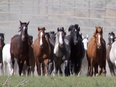 wild horses running