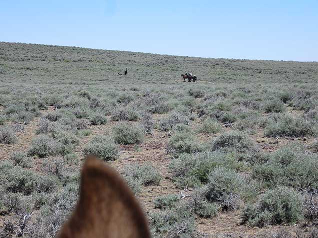 Hog Creek HMA horses near a reservoir on the range.  BLM Photo