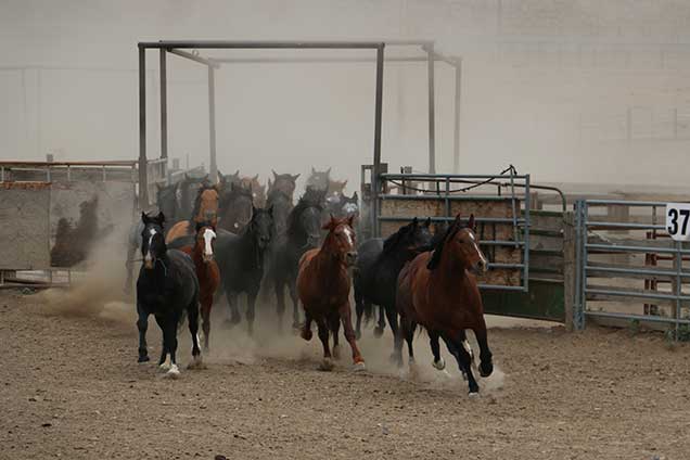 Horses from the Jackies Butte HMA at the Burns Corral before release back on the HMA.  Photo by Larry Moore