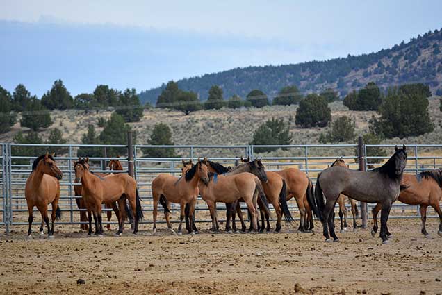 kiger horses