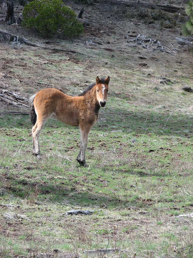 Foal from the Pokegama herd on the range.  BLM Photo