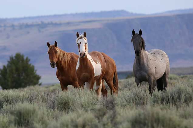 Horses from the South Steens HMA on the range.  BLM photo