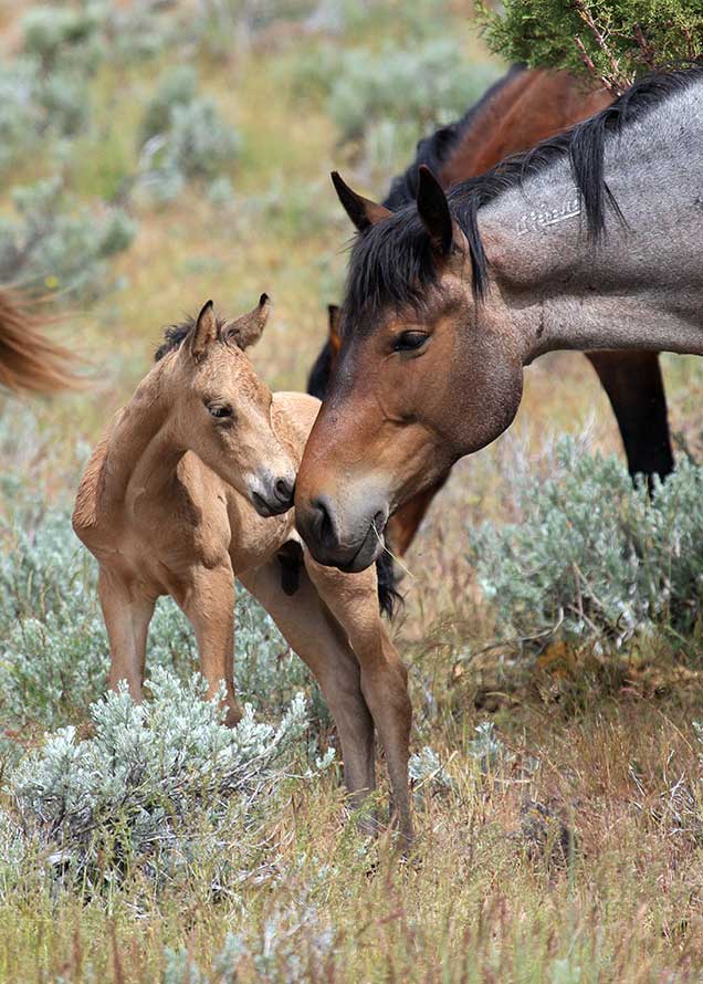 Foal and mare from the Stinking Water HMA on the range.  BLM photo