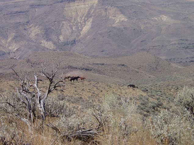 Three Fingers herd on the range. BLM photo