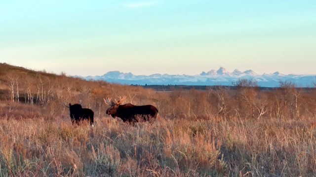 Moose near Tetons