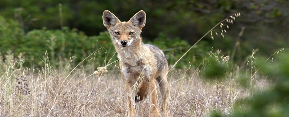 A fox stands and is looking straight ahead.  It stands among tall brown grasses and green bushes fill in the background.