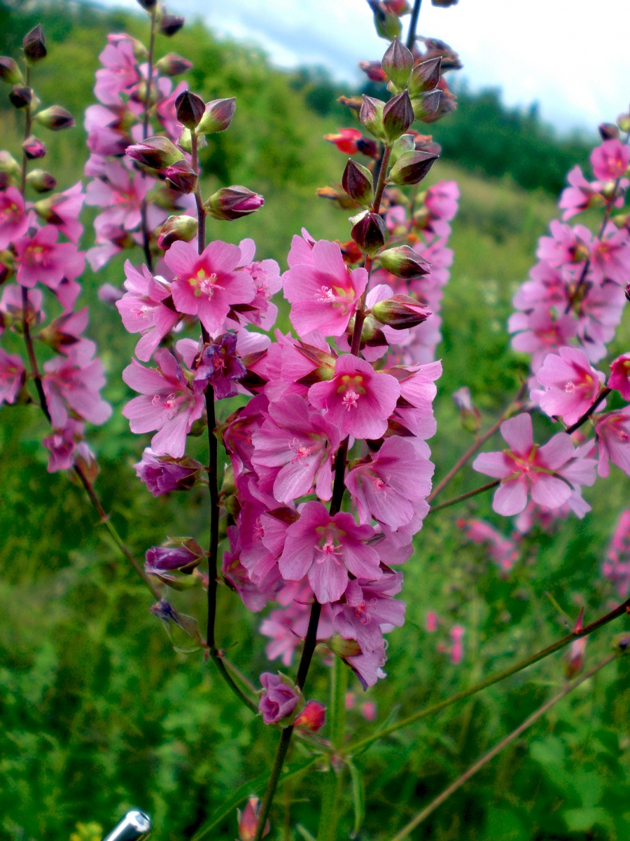 Cusickâ€™s checkermallow, a plant with many pink flowers.