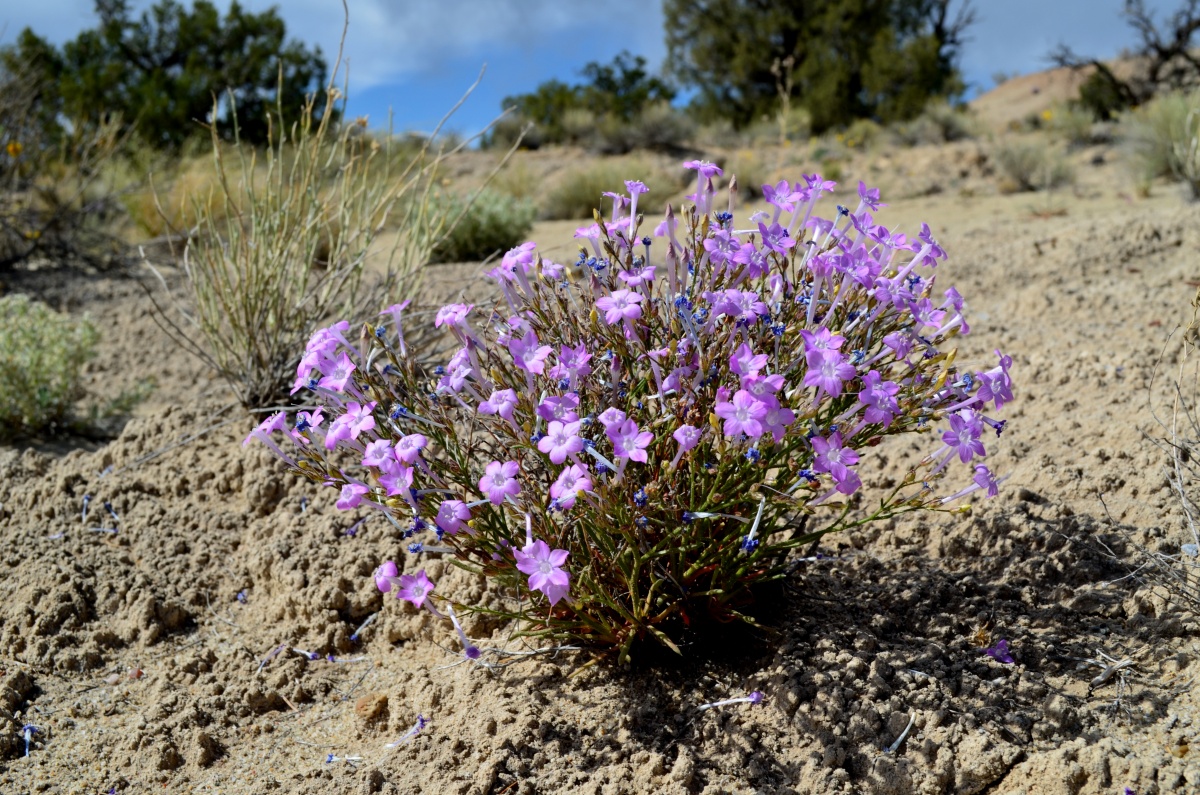 small plant with many bright purple flowers