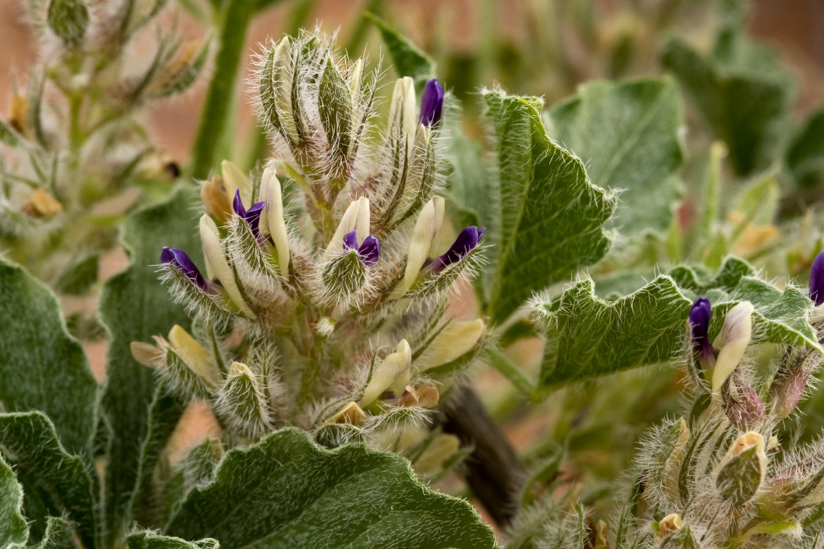 close-up picture of a hairy plant with small purple and white flowers