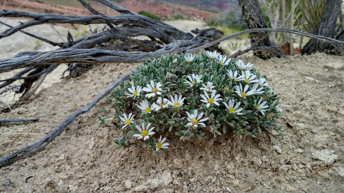 mat-forming plant with many small white daisy flowers