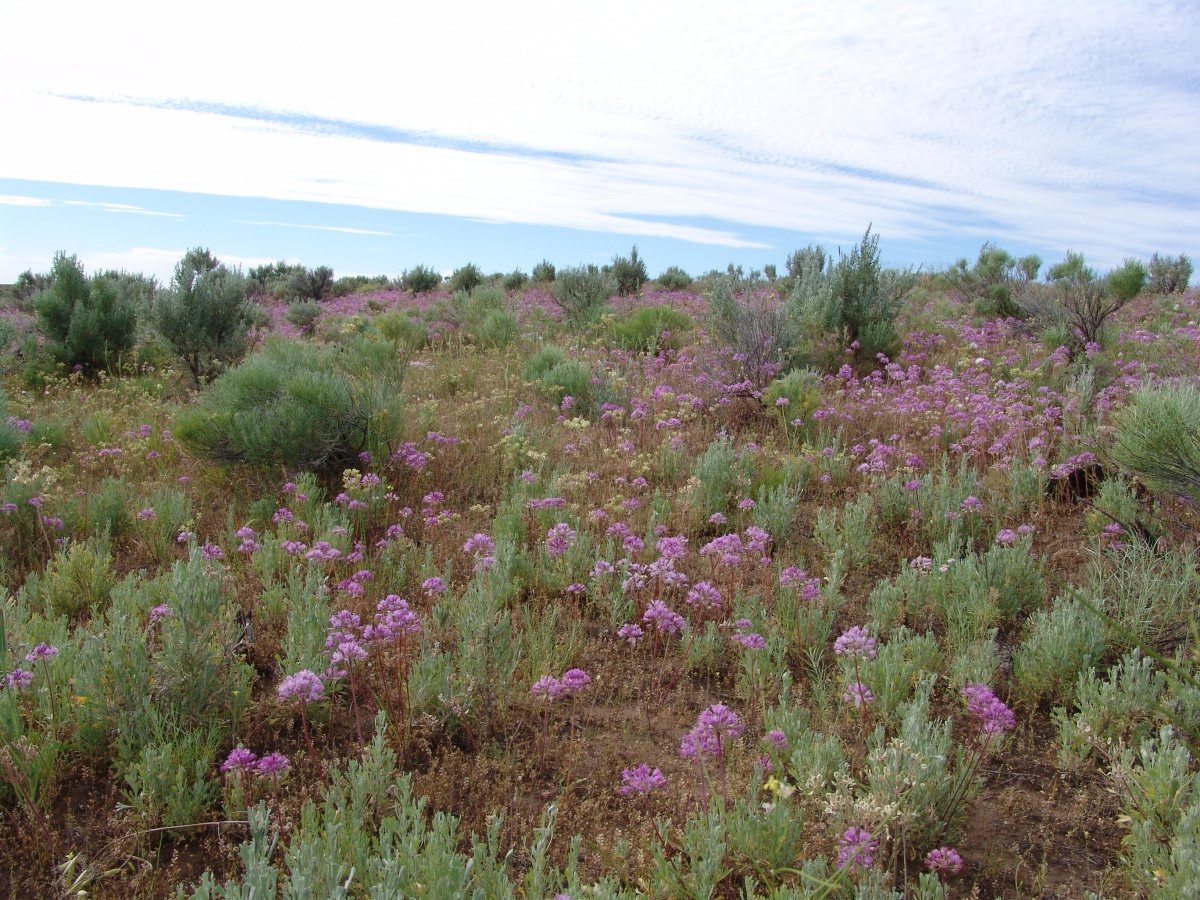 hillside covered in pink flowers and silver-green shrubs