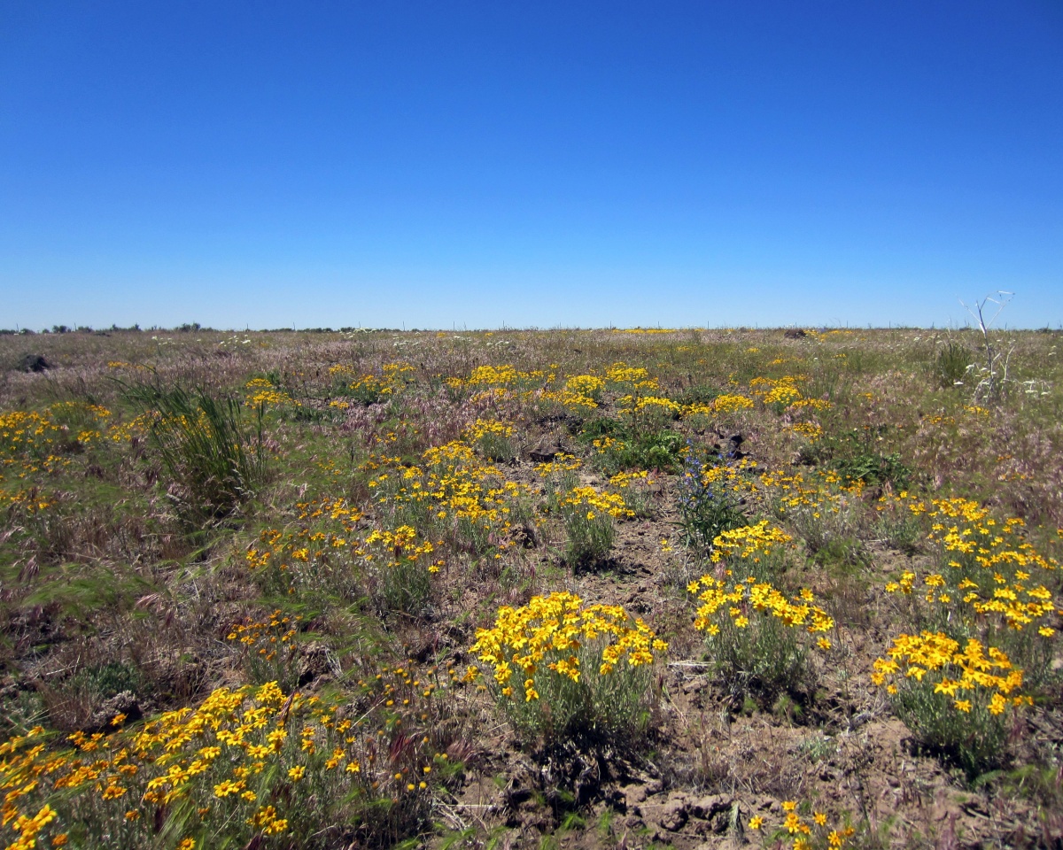photograph of yellow flowers dotting a flat landscape to the horizon