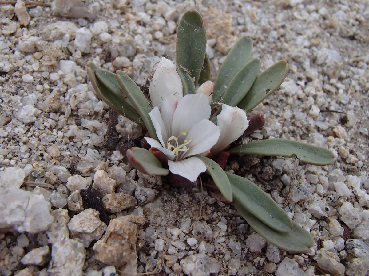 tiny white flowers growing out of rocky ground