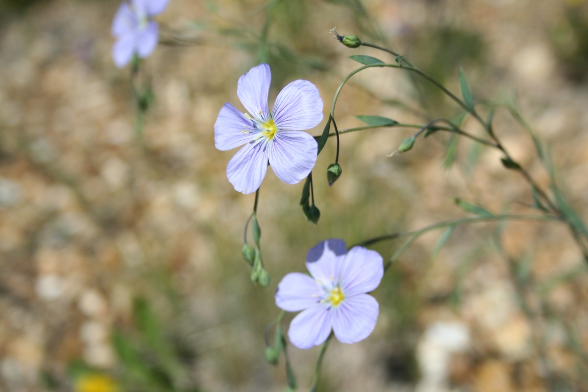 bright blue flowers on long slender stems