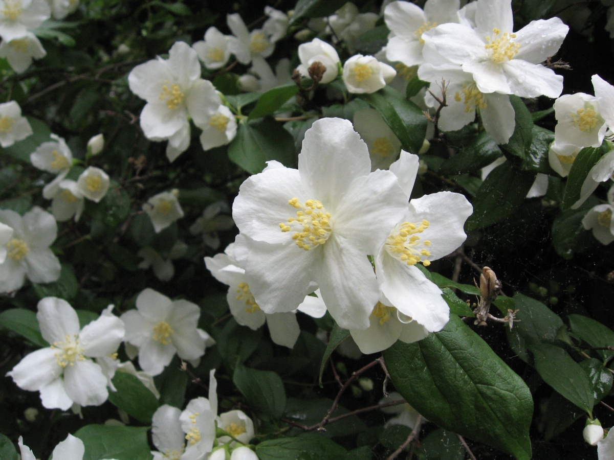 shrub with many five petaled white flowers