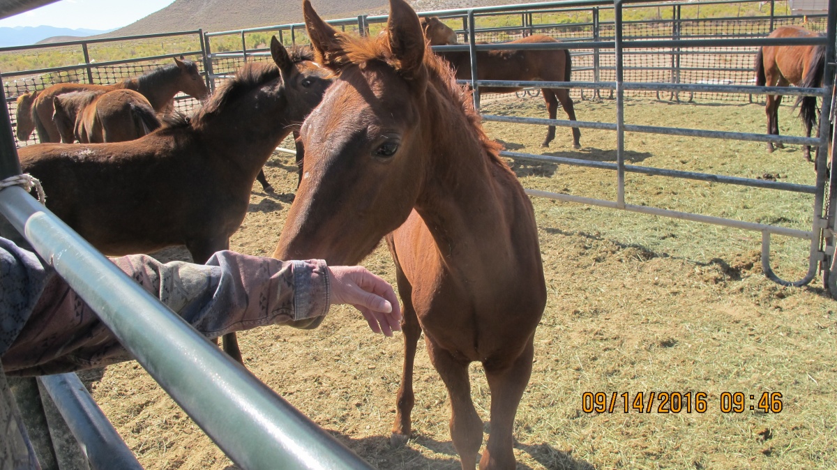Horses in a pen for adoption. 