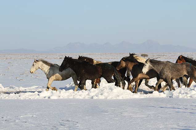 Swasey mares being released back onto the range after being treated with PZP-22,  a two-year contraceptive. Photo by Lisa Reid