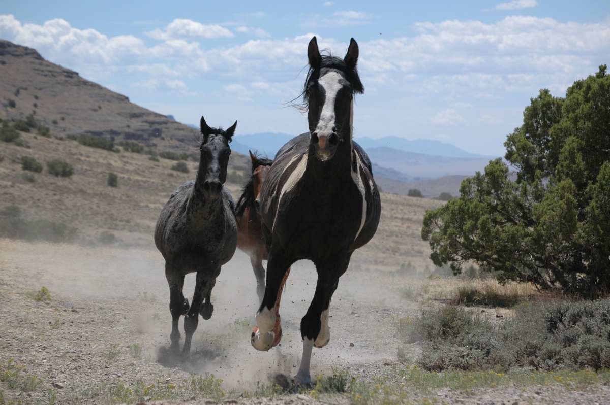 wild horse running in conger hma