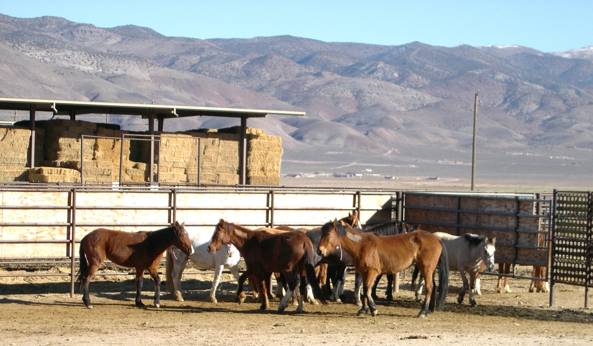 Horses standing in pen at PVC