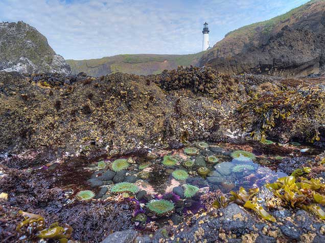 Yaquina Head Tidepool