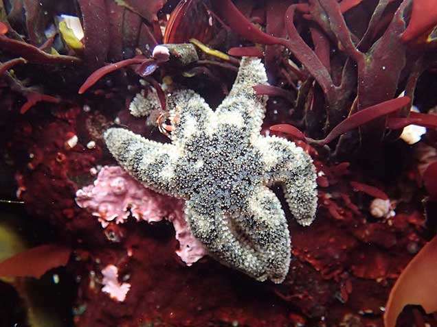 Yaquina Head Tidepool