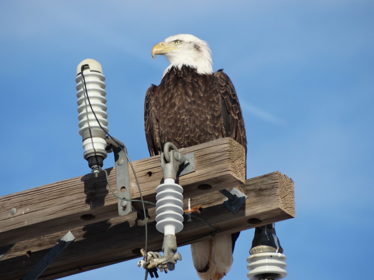 RINS volunteer and former BLM Moab wildlife biologist, Joe Cresto, photographs a bald eagle. 